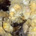 crab_decorator_rr_sur_h_0832_tha2336_crop.jpg